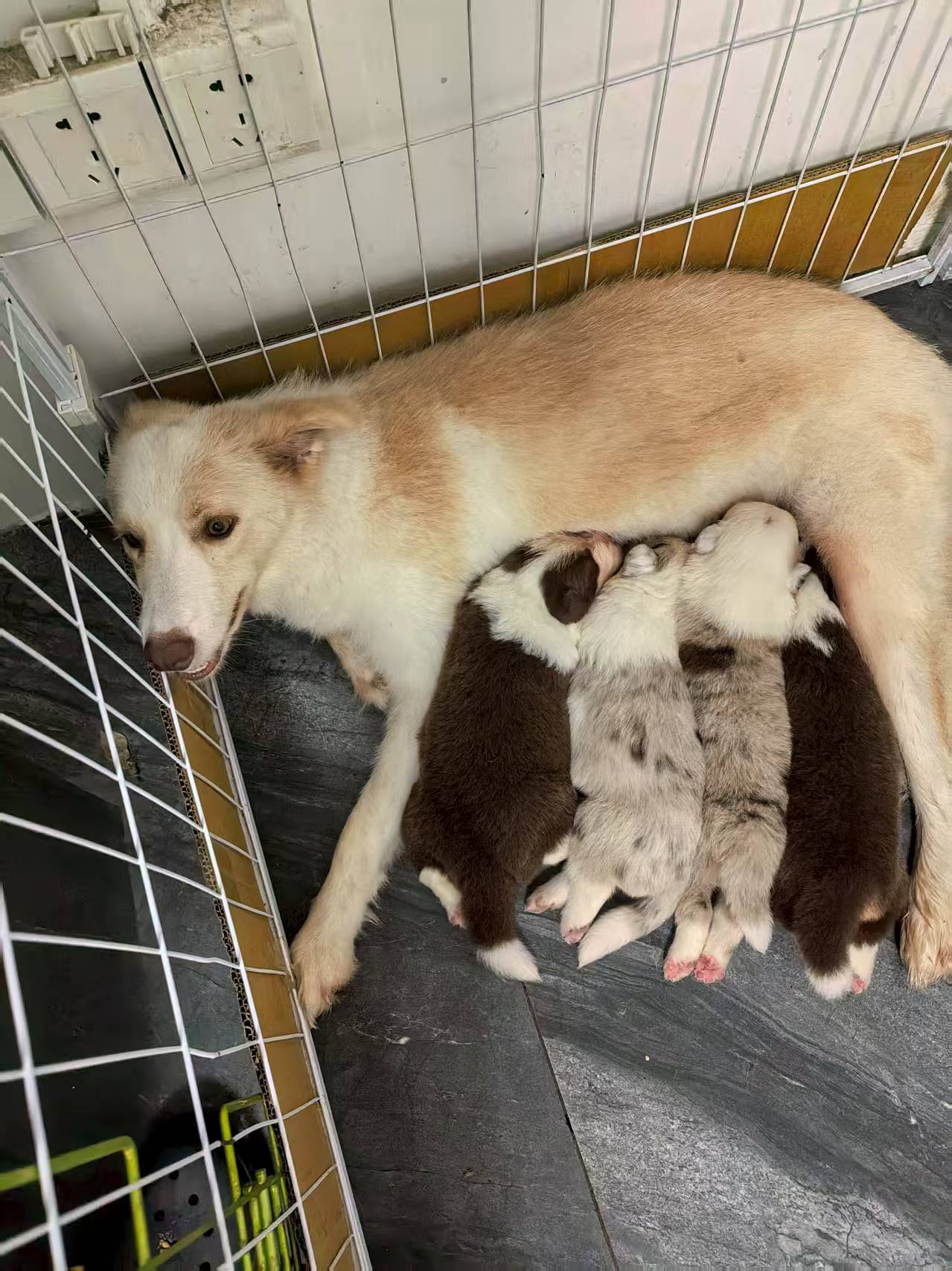 自家专业犬舍繁育的红陨石边牧咖啡色边牧。